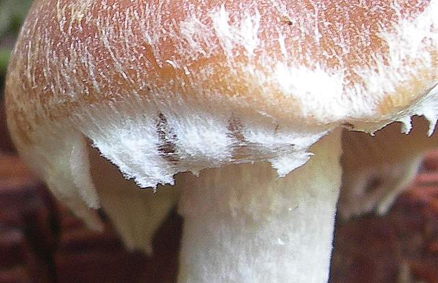 Psathyrella  spintrigeroides      P.D.Orton